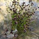 Juncus alpinoarticulatus Цвят