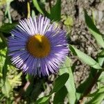 Erigeron speciosusফুল