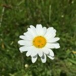 Anthemis cotula Blomma