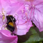 Rhododendron catawbiense പുഷ്പം