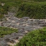 Astragalus balearicus Other