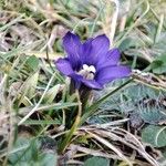 Gentiana pyrenaicaFlower