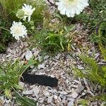 Scabiosa ochroleucaFlower