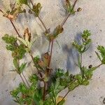 Potentilla norvegica Blatt