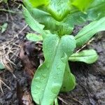 Valeriana woodsiana List