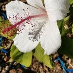 Hibiscus waimeae Fleur