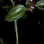 Tristemma mauritianum Lorea