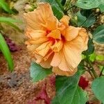 Hibiscus rosa-sinensis Квітка