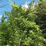 Ulmus rubra Агульны выгляд