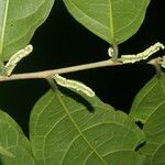 Trophis racemosa Feuille