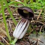 Arisarum simorrhinum Bloem