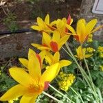 Tulipa clusiana 花