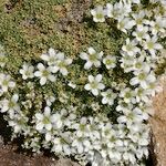 Arenaria tetraquetra Tervik taim