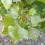 Populus x canadensis Frunză