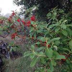 Arbutus menziesii Habit