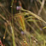 Hordeum marinum 花