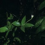 Spigelia hamellioides Tervik taim