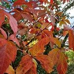 Parthenocissus inserta 形態