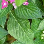 Pentas lanceolata Levél