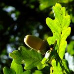 Quercus × rosacea Frukt
