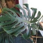 Monstera deliciosa Листок