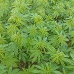 Cannabis sativa Leht