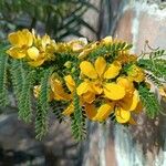 Senna surattensis Flor