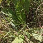 Rumex verticillatus Blatt