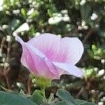Hibiscus mutabilis Floare