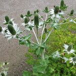 Eryngium giganteum Habit