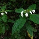 Mussaenda wallichii Hostoa