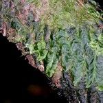 Trichomanes tuerckheimii Leaf