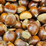 Castanea sativa Vaisius