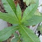 Guizotia abyssinica Blatt
