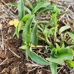 Commelina africana Leaf