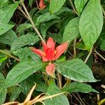 Ruellia chartacea Virág