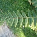 Astragalus alopecurus 葉