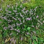 Calluna vulgaris ശീലം