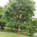 Acer griseum Habitus