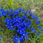 Gentiana vernaFleur