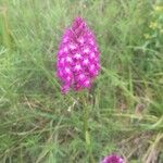 Anacamptis pyramidalisÕis