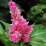 Celosia argentea Blomst