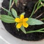 Guizotia abyssinica Flower