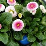 Bellis rotundifolia Fleur