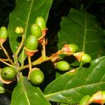 Ocotea dendrodaphne Fruto