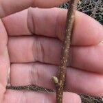 Corylus americana Bark