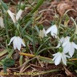 Acis fabrei Habit