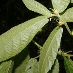 Acalypha apodanthes Blatt