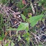 Atriplex sagittata Yaprak