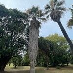 Washingtonia filifera Хабит